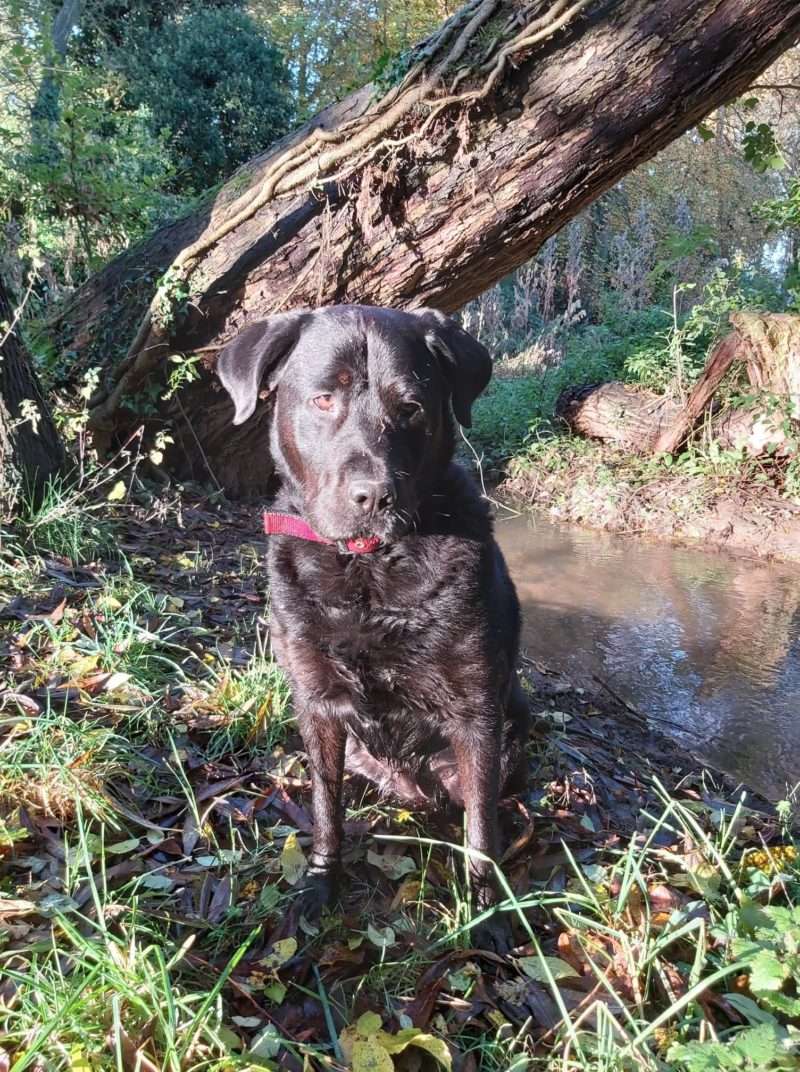 Jodie by the beck
